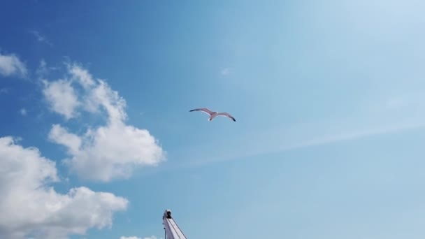 Seagull in Italy — Stock Video