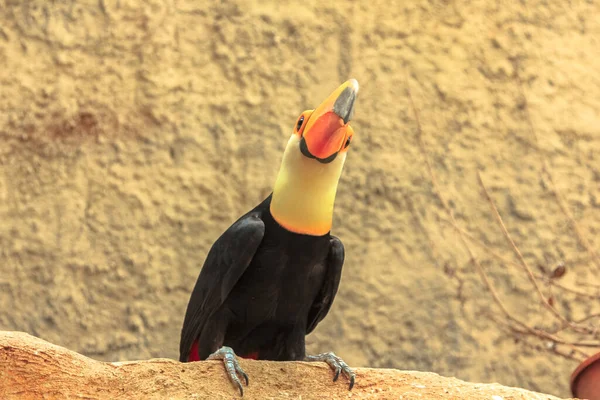Ameryka Południowa toco tukany ptaków — Zdjęcie stockowe