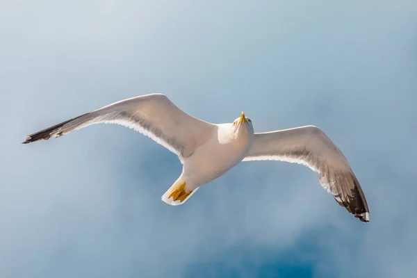 Uçan Avrupalı martı — Stok fotoğraf