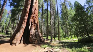 Sequoia NP 'deki sekoya ağacı
