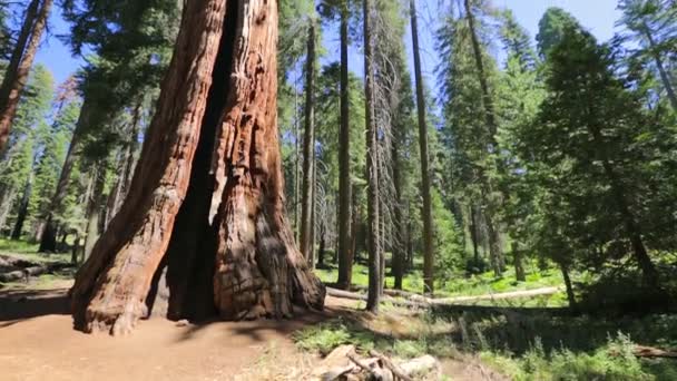 Séquoia arbre gros plan dans Sequoia NP — Video