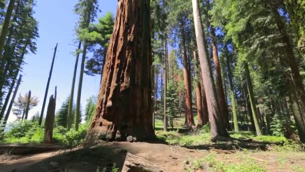 Sequoia Ulusal Parkı 'ndaki sekoya ağacı — Stok video