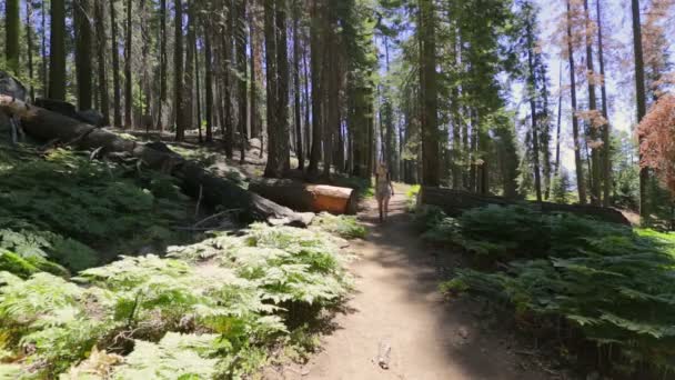 Promenade dans la forêt de séquoias — Video