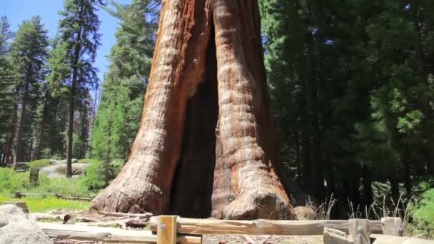 Drzewo sekwoja z bliska w Sequoia NP — Wideo stockowe