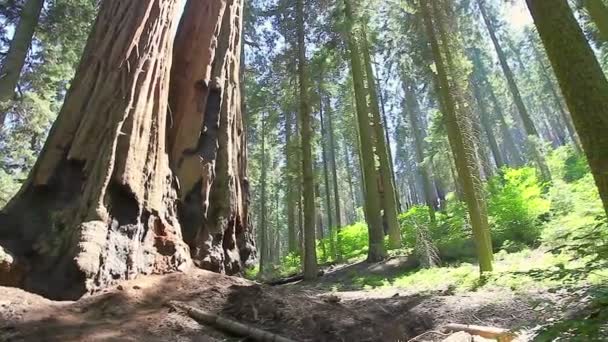 Panorama del Parco Nazionale di Sequoia — Video Stock