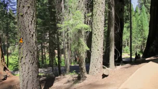 Sequoia National Park Estados Unidos — Vídeo de Stock