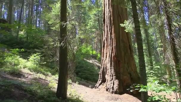 Panorama Parku Narodowego Sequoia — Wideo stockowe