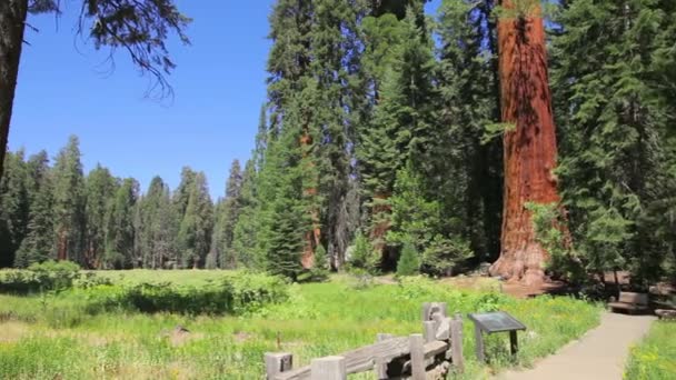 Sequoia Ulusal Park Çayırı — Stok video