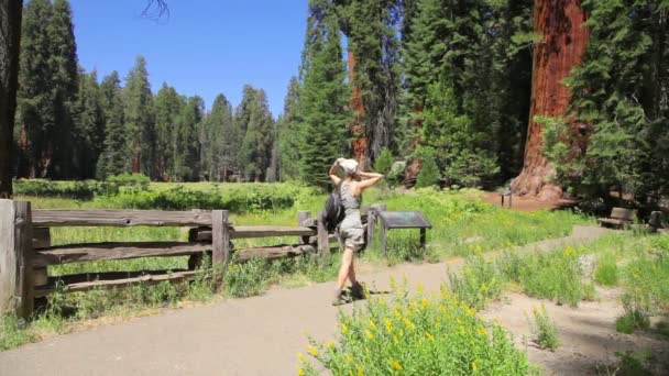 Sequoia Ulusal Parkı 'nda eğleniyoruz. — Stok video