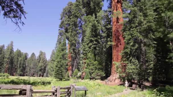 Sequoia Park 'taki gezgin kadın. — Stok video