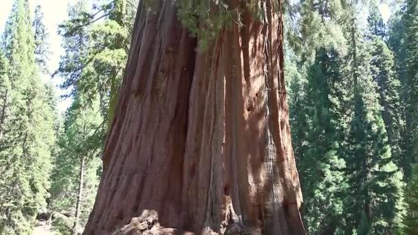 Δέντρο sequoia κοντά — Αρχείο Βίντεο