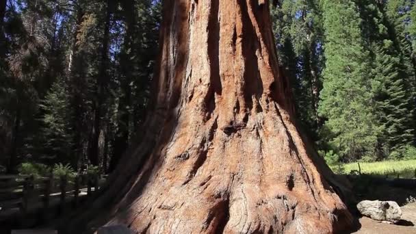 Δέντρο sequoia close up στη Sequoia NP — Αρχείο Βίντεο