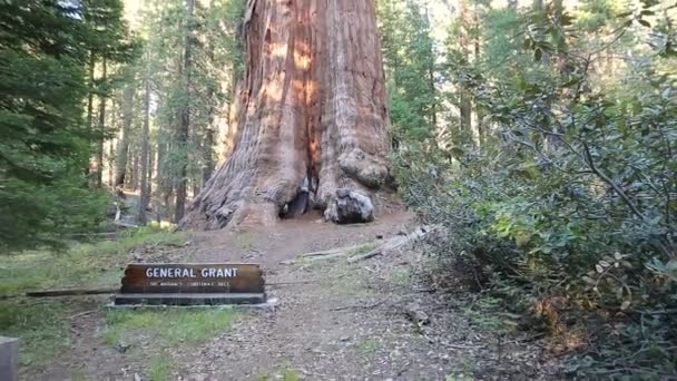 General Grant tree — Stock Video