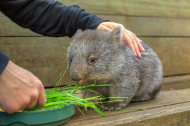 Wombat joey besleniyor