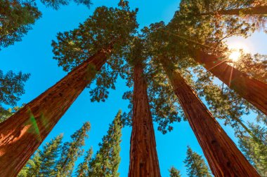 Sequoia Ulusal Parkı Panoraması