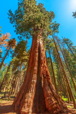 Sequoia NP 'deki sekoya ağacı