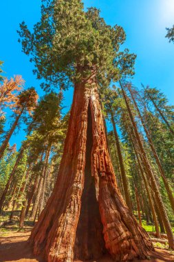 sequoia tree in Sequoia NP clipart