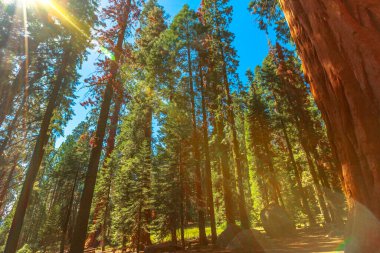 Sequoia National Park forest clipart