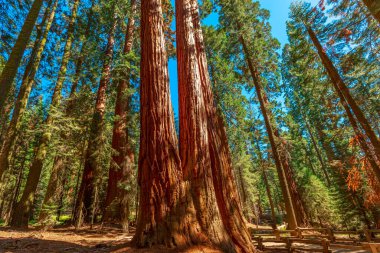 The Tough Twins sequoia trees clipart