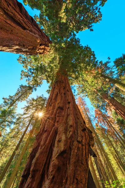 Sequoia fa közel Sequoia NP — Stock Fotó