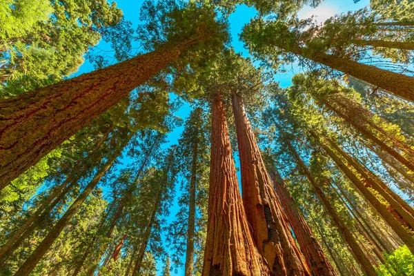 Nationaal park Sequoia panorama — Stockfoto