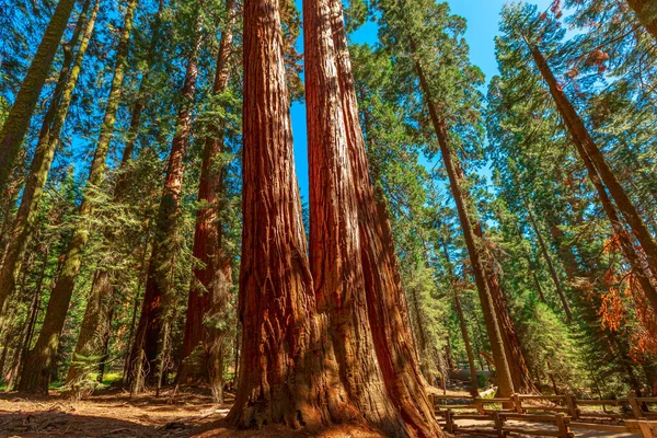 The Tough Twins sequoia trees — Stock fotografie