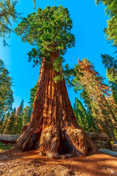 Sequoia fa a Sequoia Nemzeti Parkban — Stock Fotó