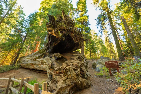 Sequoia Michigan boom — Stockfoto