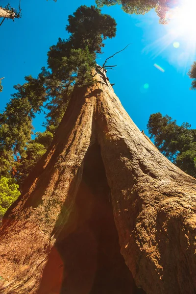 Sequoia árbol de cerca en Sequoia NP — Foto de Stock