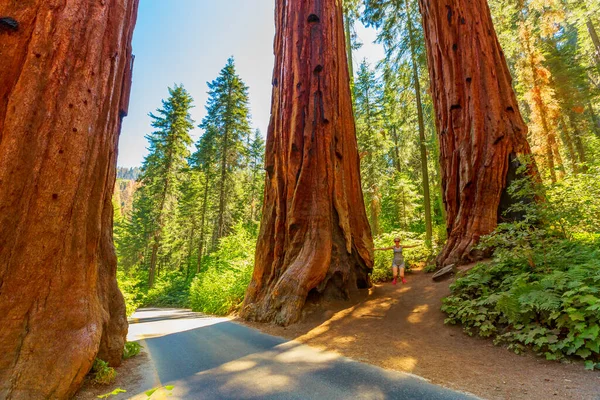 Élvezet a Sequoia Nemzeti Parkban — Stock Fotó