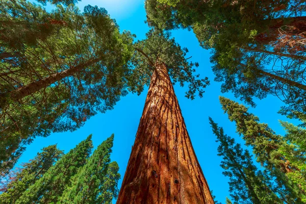Sequoia és Kings Canyon Nemzeti Park — Stock Fotó