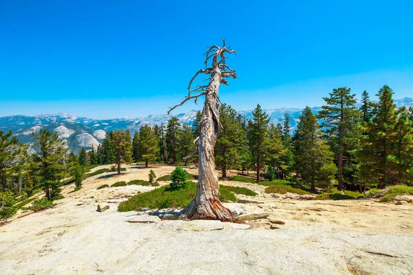 Bomen op de top van Yosemite — Stockfoto