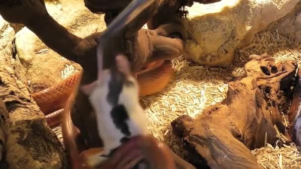 慢动作中的玉米蛇攻击 — 图库视频影像