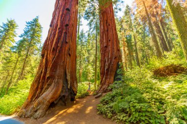 Walking in Sequoia Forest clipart
