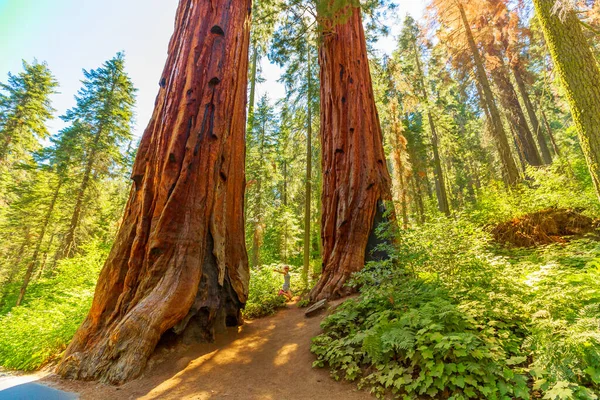 Wandelen in het Sequoia Woud — Stockfoto