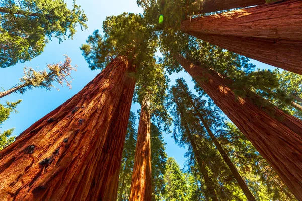Sequoia Nemzeti Park panorámája — Stock Fotó
