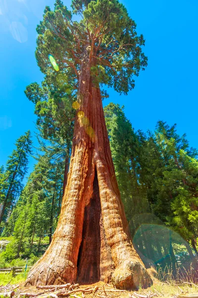 Séquoia arbre gros plan — Photo