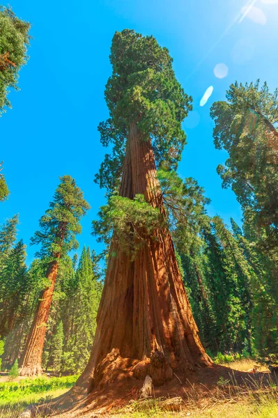 Sequoia boom in Sequoia NP — Stockfoto