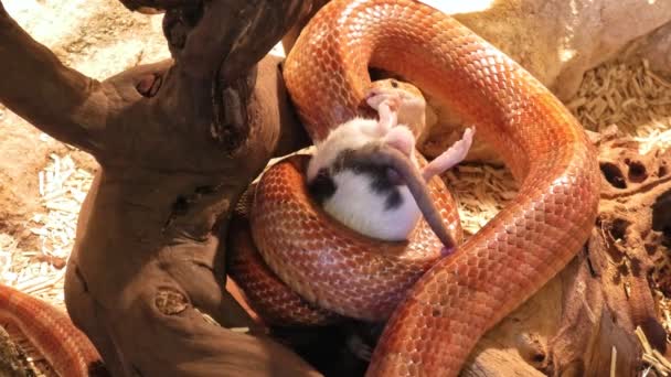 Serpiente de maíz comiendo — Vídeo de stock