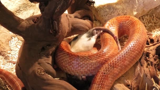 Καλαμπόκι φίδι που περιορίζει έναν αρουραίο — Αρχείο Βίντεο