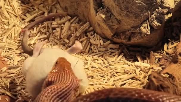 Годування кукурудзяної змії TIMELAPSE — стокове відео