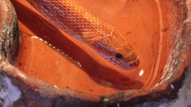 Beber serpiente de maíz — Vídeo de stock