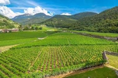 Teraslı üzüm bağları Vaud
