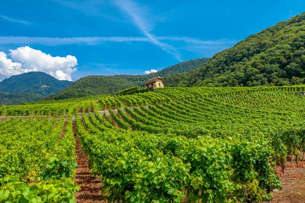 Tervezett szőlőültetvények Vaud — Stock Fotó