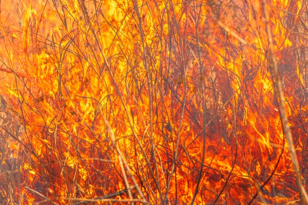 Violent fire in nature — Stock Photo, Image
