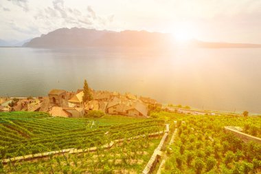 Lavaux Vineyard Terasları