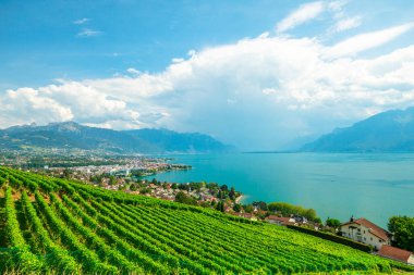 Lavaux üzüm bağları