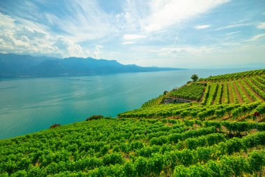 Lavaux üzüm bağları