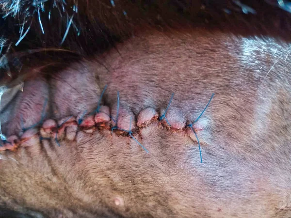 Bir kedinin mastektomi ameliyatı