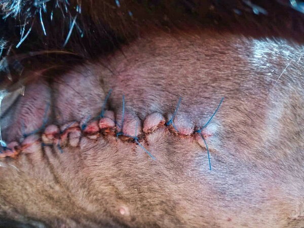 Мастэктомия кошки